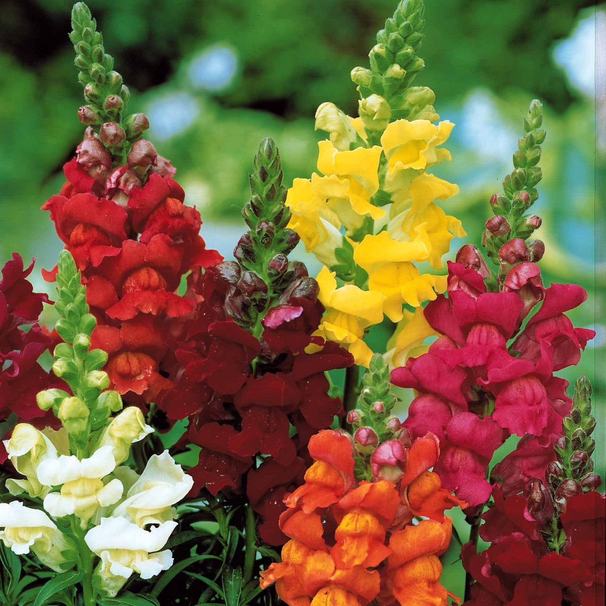Antirrhinum majus - Leeuwenbek Mix 'Majestic' - Bloemenzaden