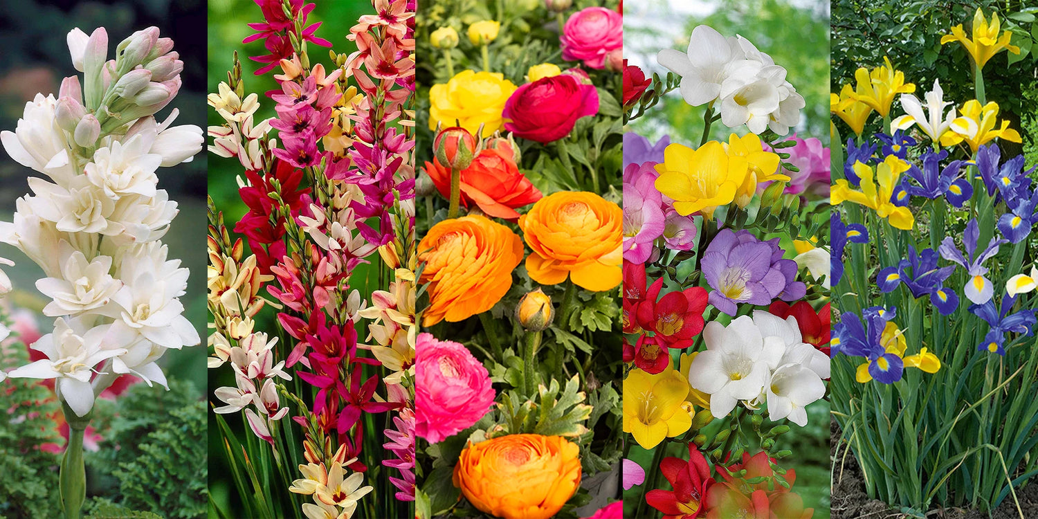 Weekend Deal: tot -65% op bloembollen