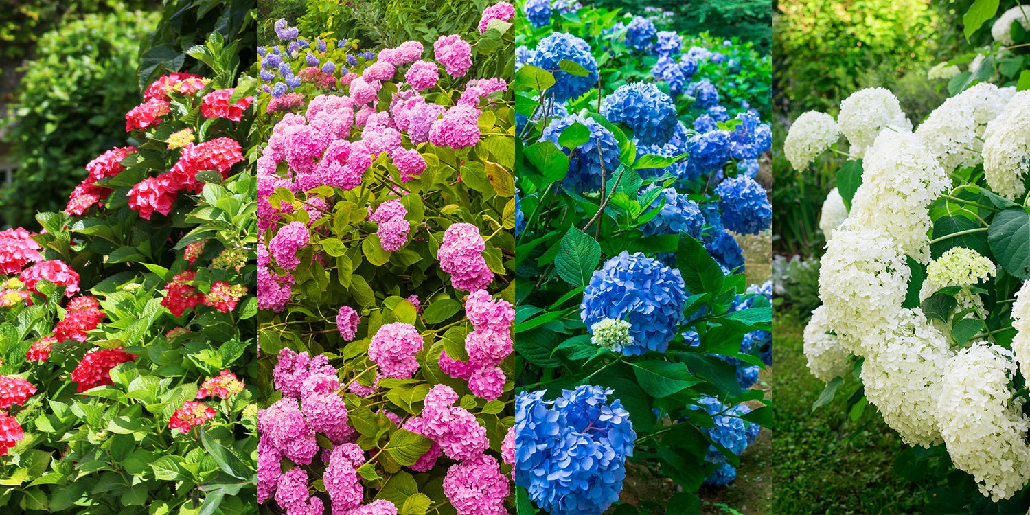 Weekenddeal: 4 hortensia's voor -50%
