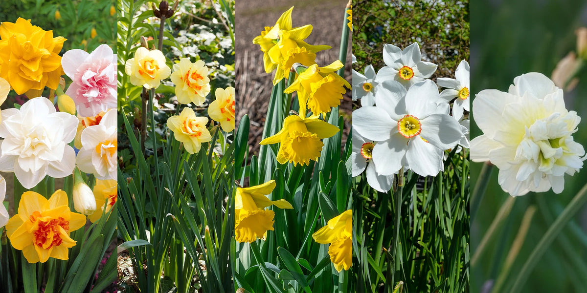 Weekenddeal: Narcissen 50% korting