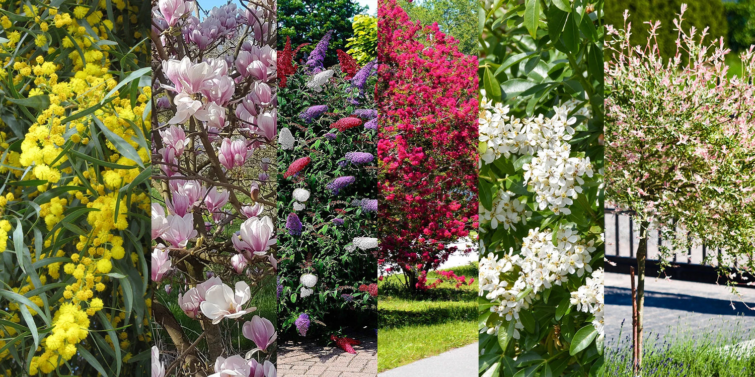 Weekenddeal: 6 bloeiende struiken met 50% tot 60%!