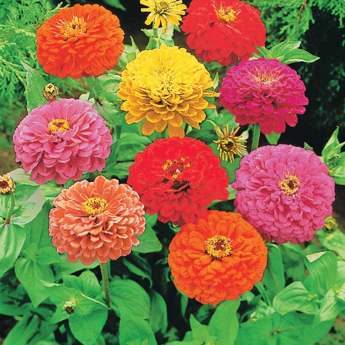 Dahliabloemige Zinnia Mix - Zinnia elegans - Bakker