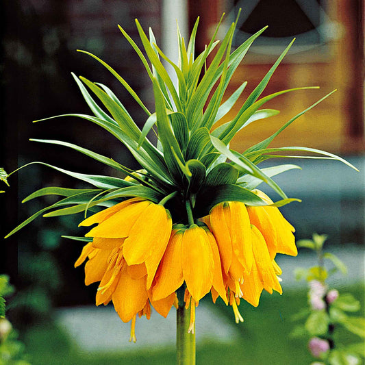 Gele keizerskroon - Fritillaria imperialis - Bloembollen