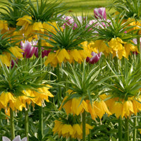 Gele keizerskroon - Fritillaria imperialis - Zomerbloeiers