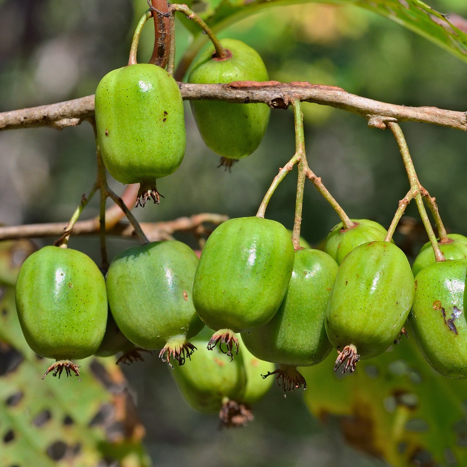 Actinidia arguta - Siberische kiwi
