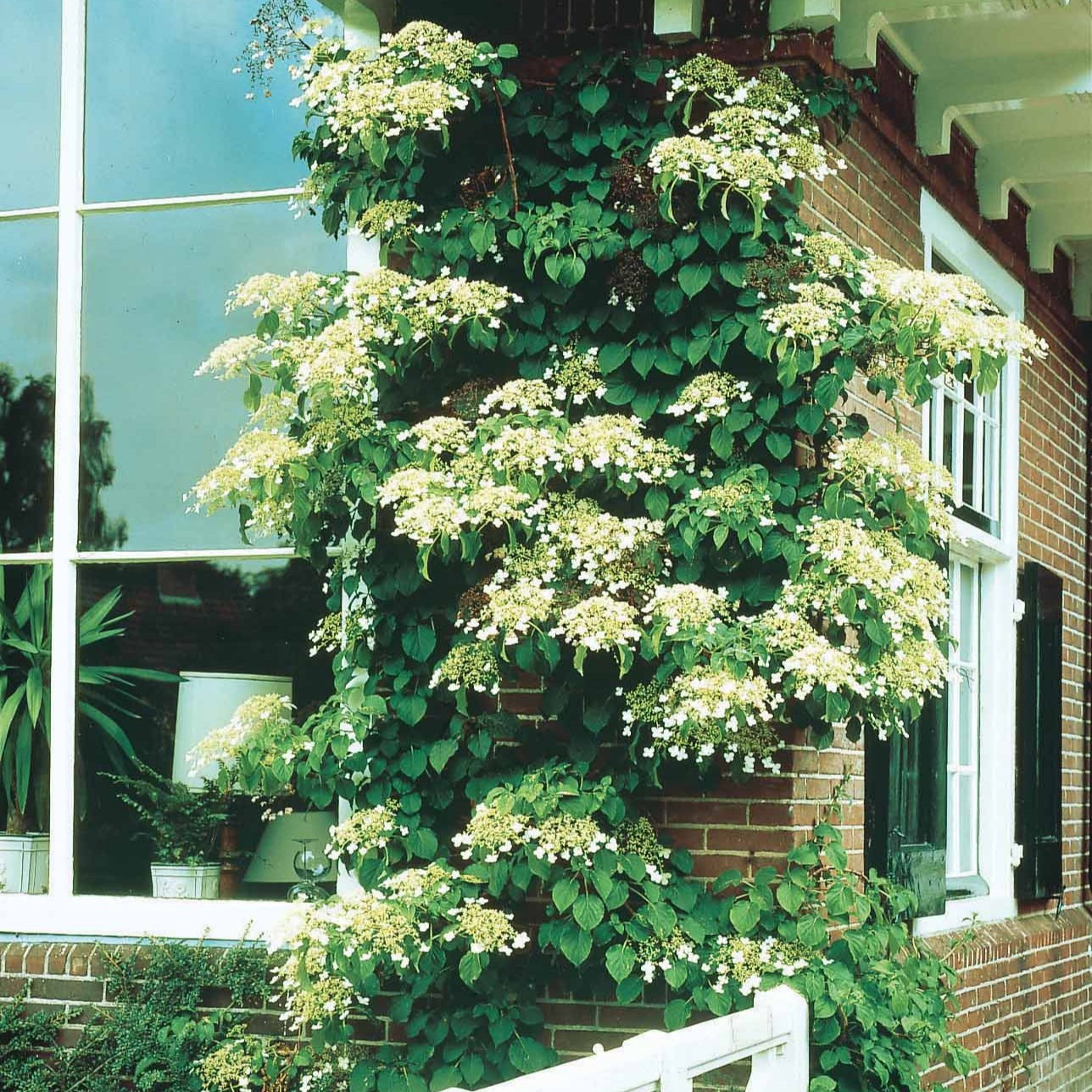 Verkoop Klimhortensia - Hydrangea anomala petiolaris