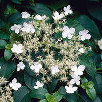 Klimhortensia - Hydrangea anomala petiolaris - Heesters en vaste planten