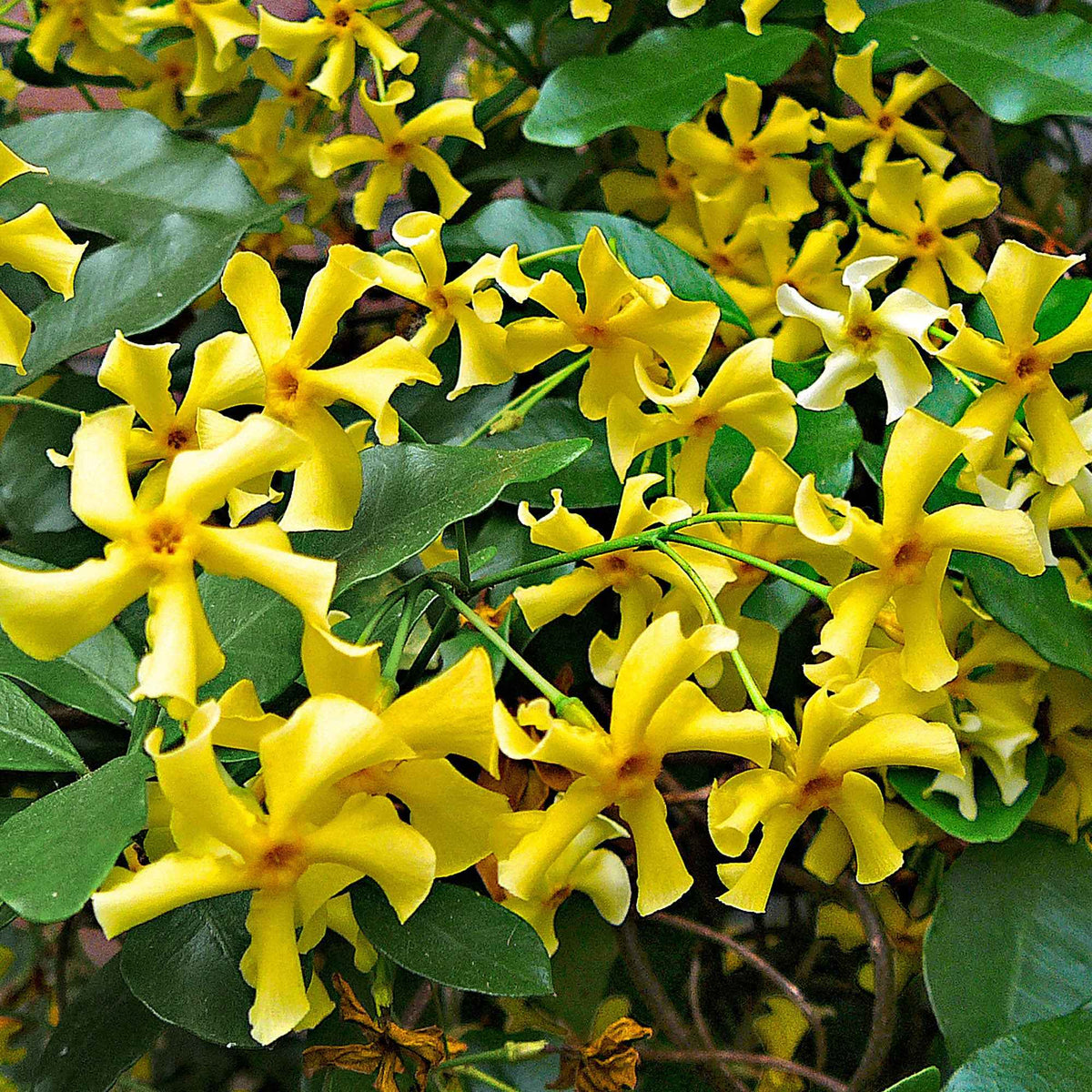 Toscaanse jasmijn 'Star of Toscane' - Trachelospermum jasminoides Star of Toscane - Bakker