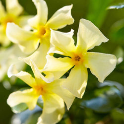 Toscaanse jasmijn 'Star of Toscane' - Bakker