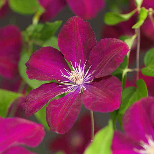 Bosrank 'Rouge Cardinal' - Clématis rouge cardinal - Tuinplanten