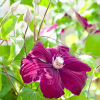 Clématis Rouge Cardinal - Bosrank 'Rouge Cardinal' - Clematis