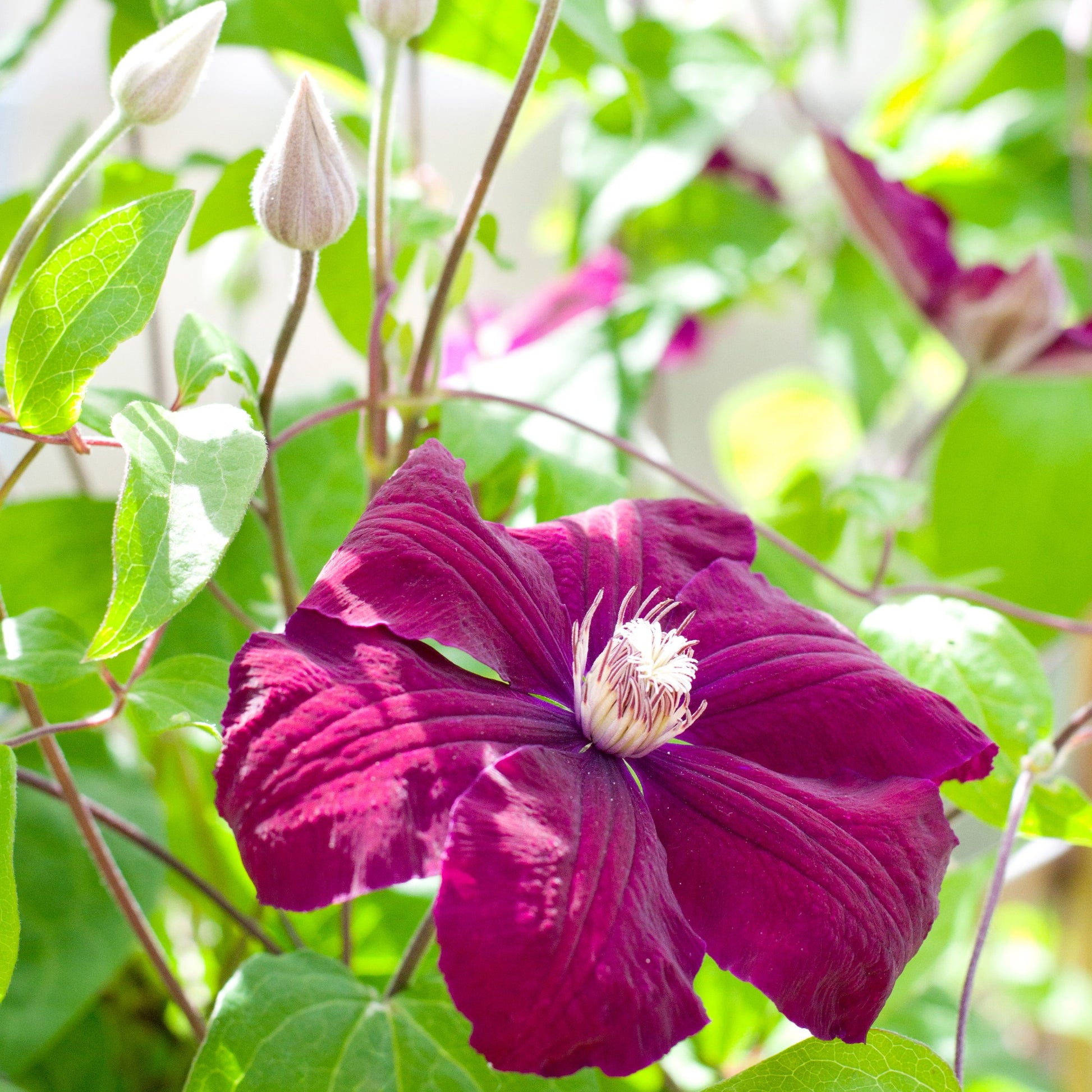 Clématis Rouge Cardinal - Bosrank 'Rouge Cardinal' - Clematis