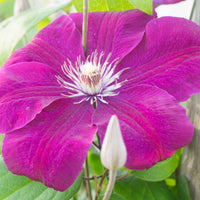 Clematis - Bosrank 'Rouge Cardinal' - Clématis Rouge Cardinal