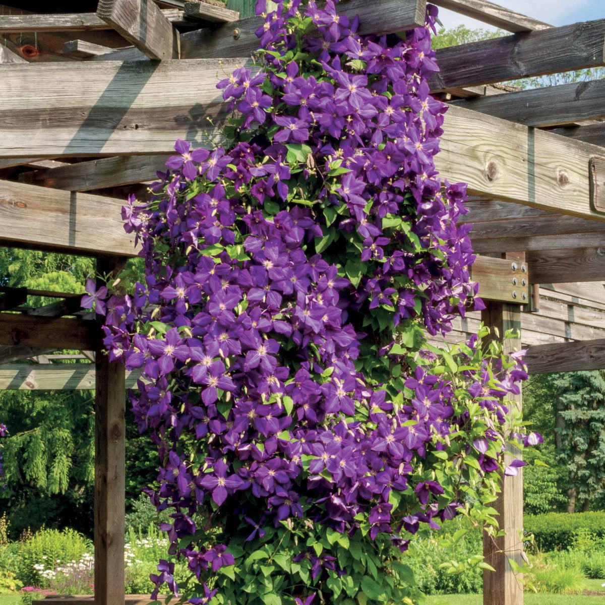 Bosrank 'Jackmanii' - Clematis Jackmanii - Bakker