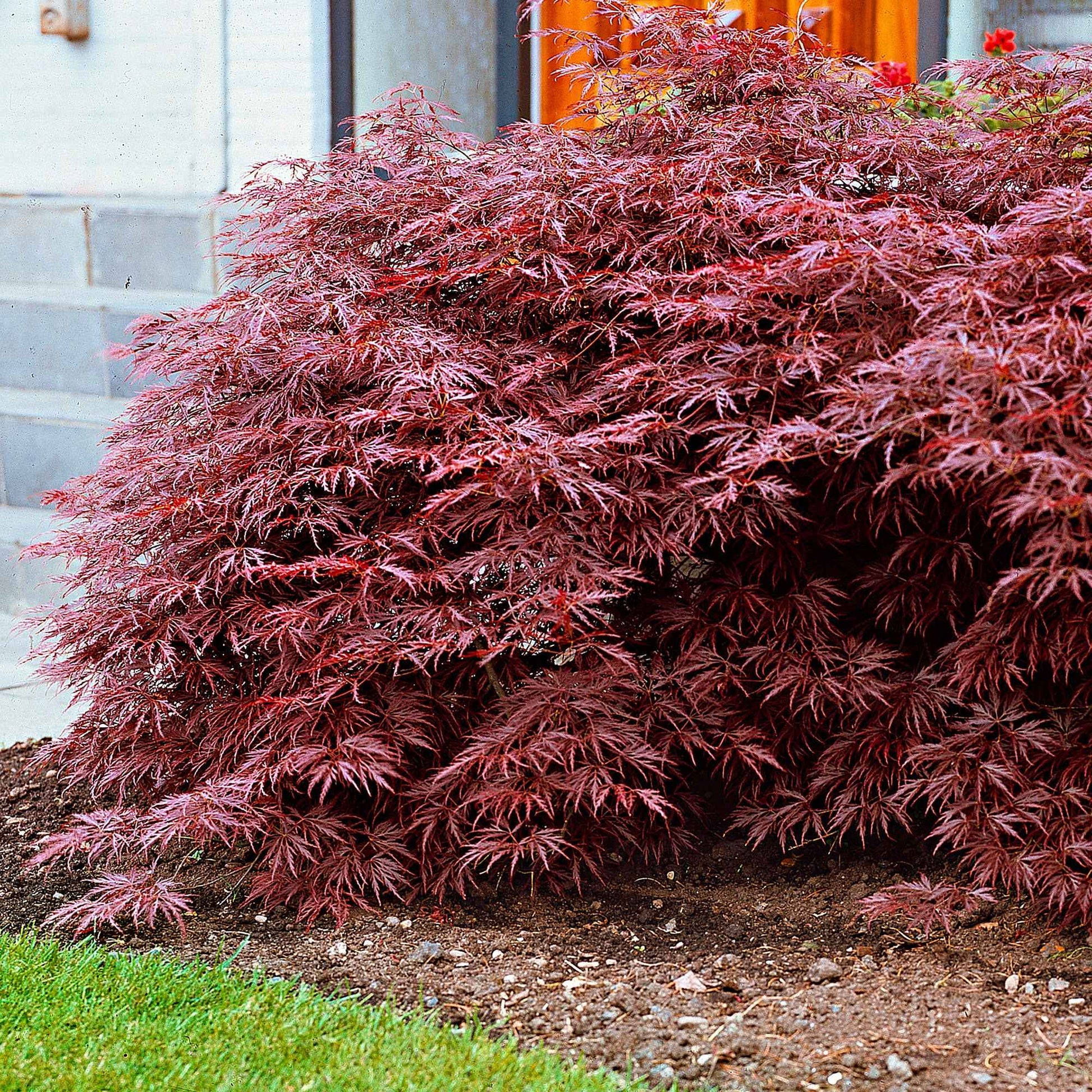 Bamboe, Reuzenkornoelje, Japanse esdoorn (x3) - Fargesia scabrida, cornus controversa, acer palmat - Tuinplanten