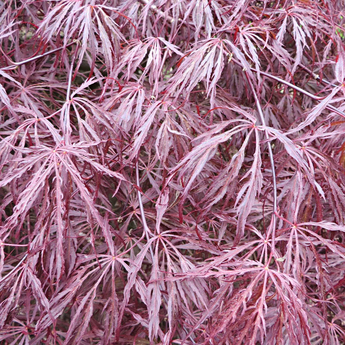 Verkoop Japanse esdoorn 'Garnet' - Acer palmatum dissectum Garnet