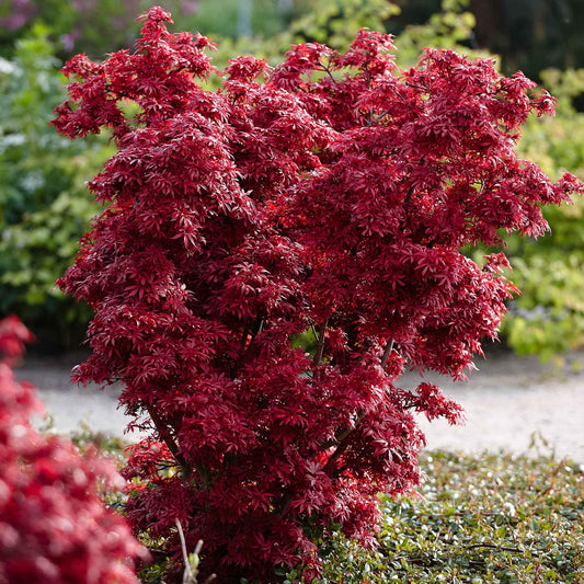 Japanse esdoorn 'Shaina' - Acer palmatum shaina - Tuinplanten