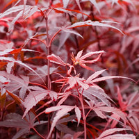 Japanse esdoorn 'Shaina' - Acer palmatum shaina - Japanse esdoorn
