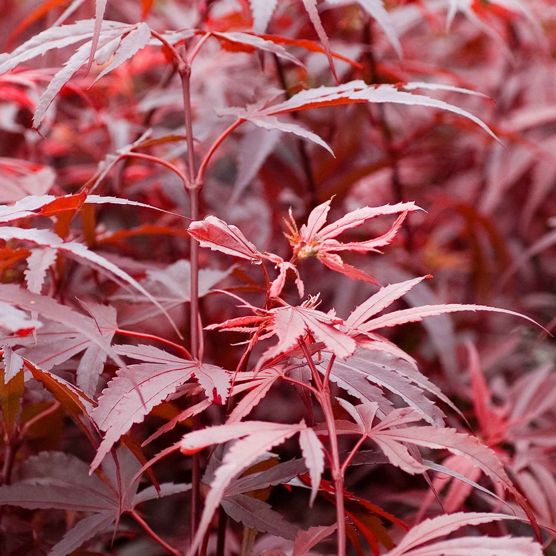 Japanse esdoorn 'Shaina' - Acer palmatum shaina - Japanse esdoorn