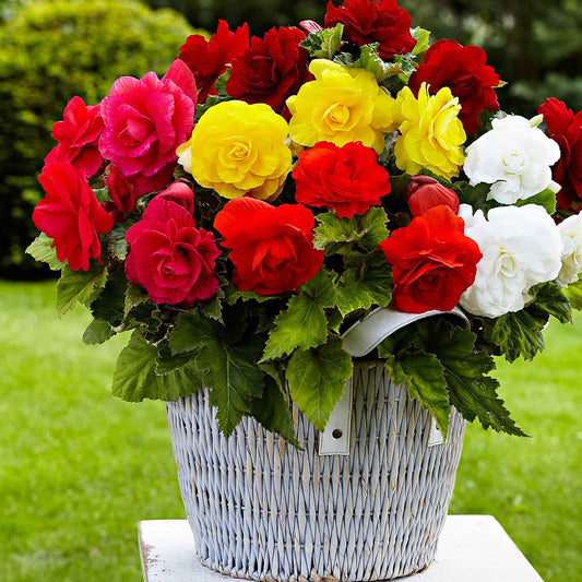 Dubbelbloemige Begonia Mix (x24) - Bakker