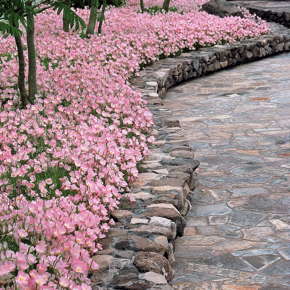 Verkoop Teunisbloem 'Siskiyou Pink' (x2) roze