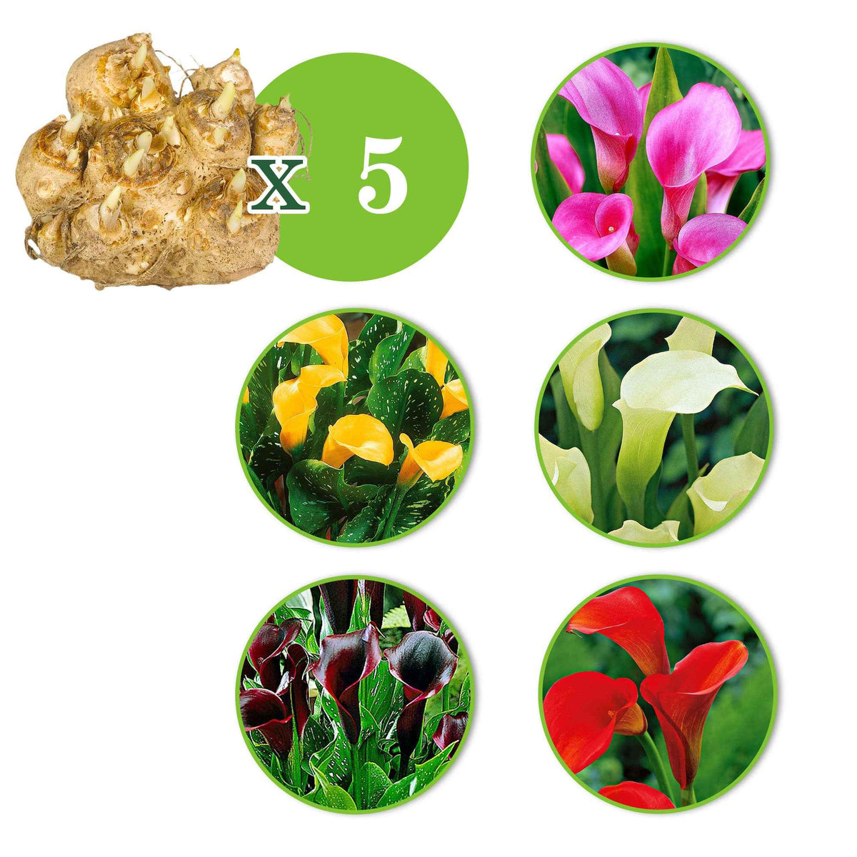 Aronskelk - Mix 'Magical Colors' (x5) - Zantedeschia 'magical colors' - Bakker