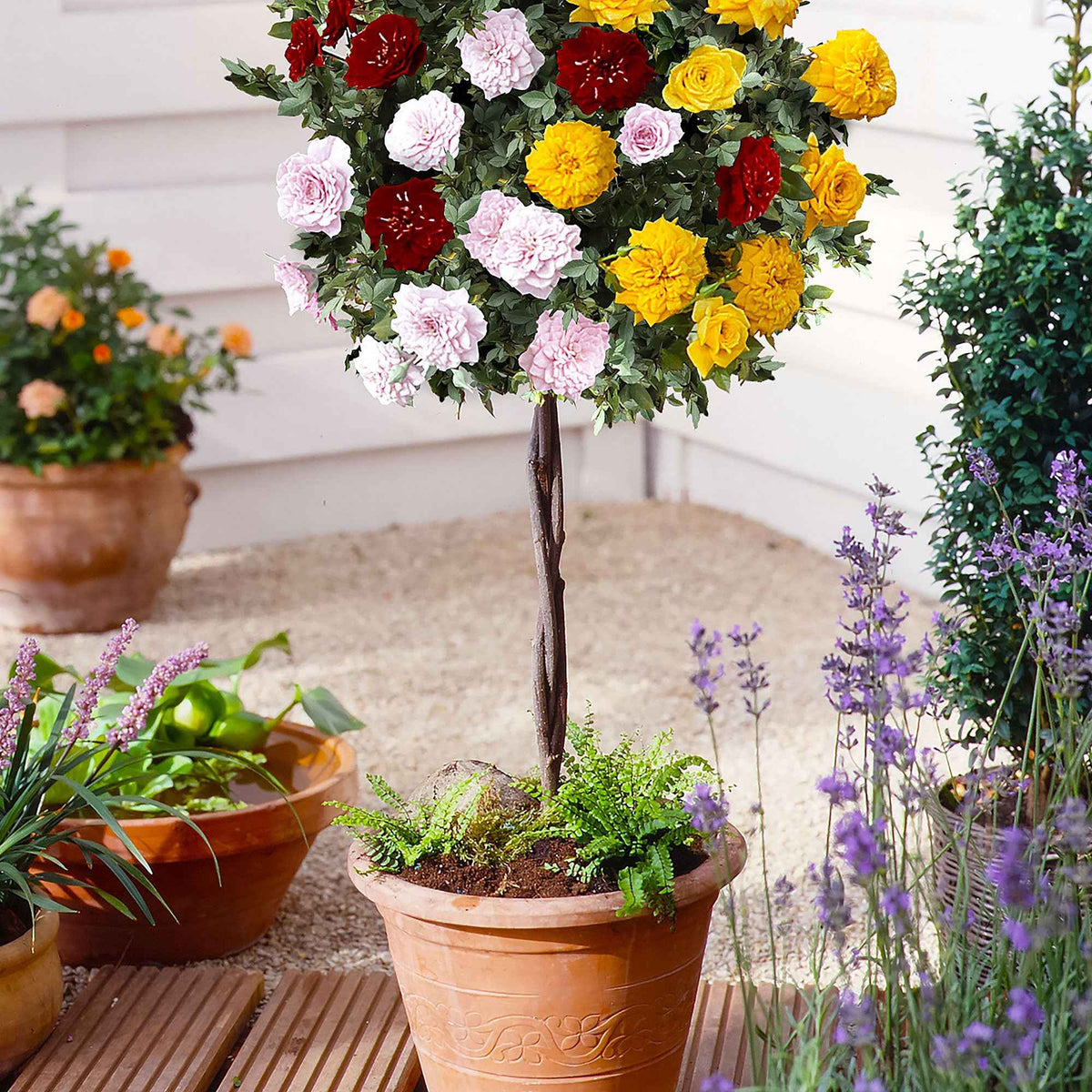 Stamroos 'Tricolor Parfum Bomb' - Bakker