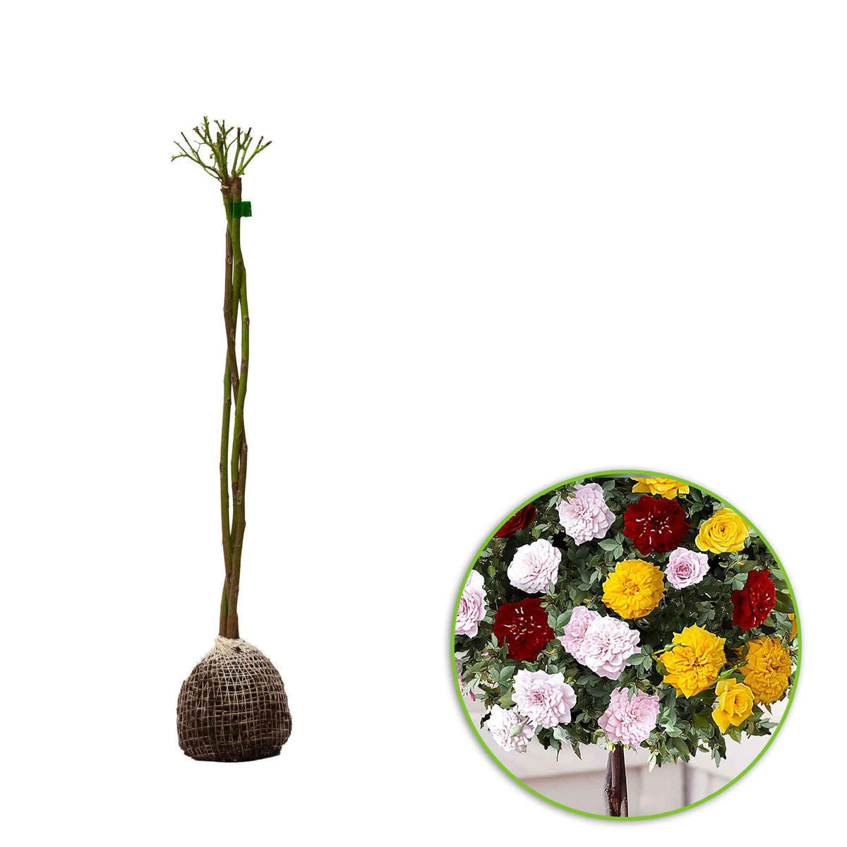 Rosa (T) Perfume Bomb - Stamroos 'Tricolor Parfum Bomb' - Rozen op stam