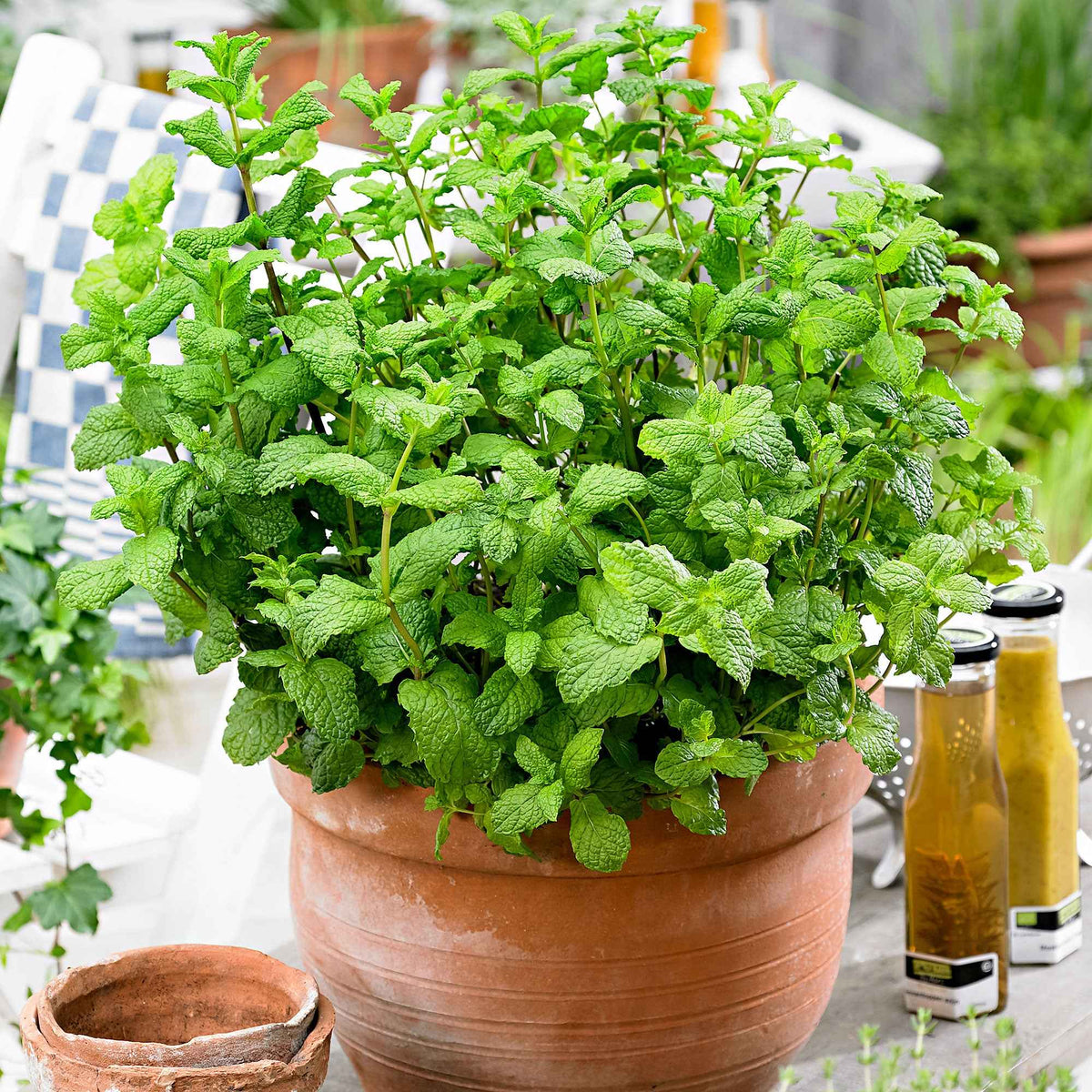 Marokkaanse munt 'Maroccan' - Mentha spicata - Bakker