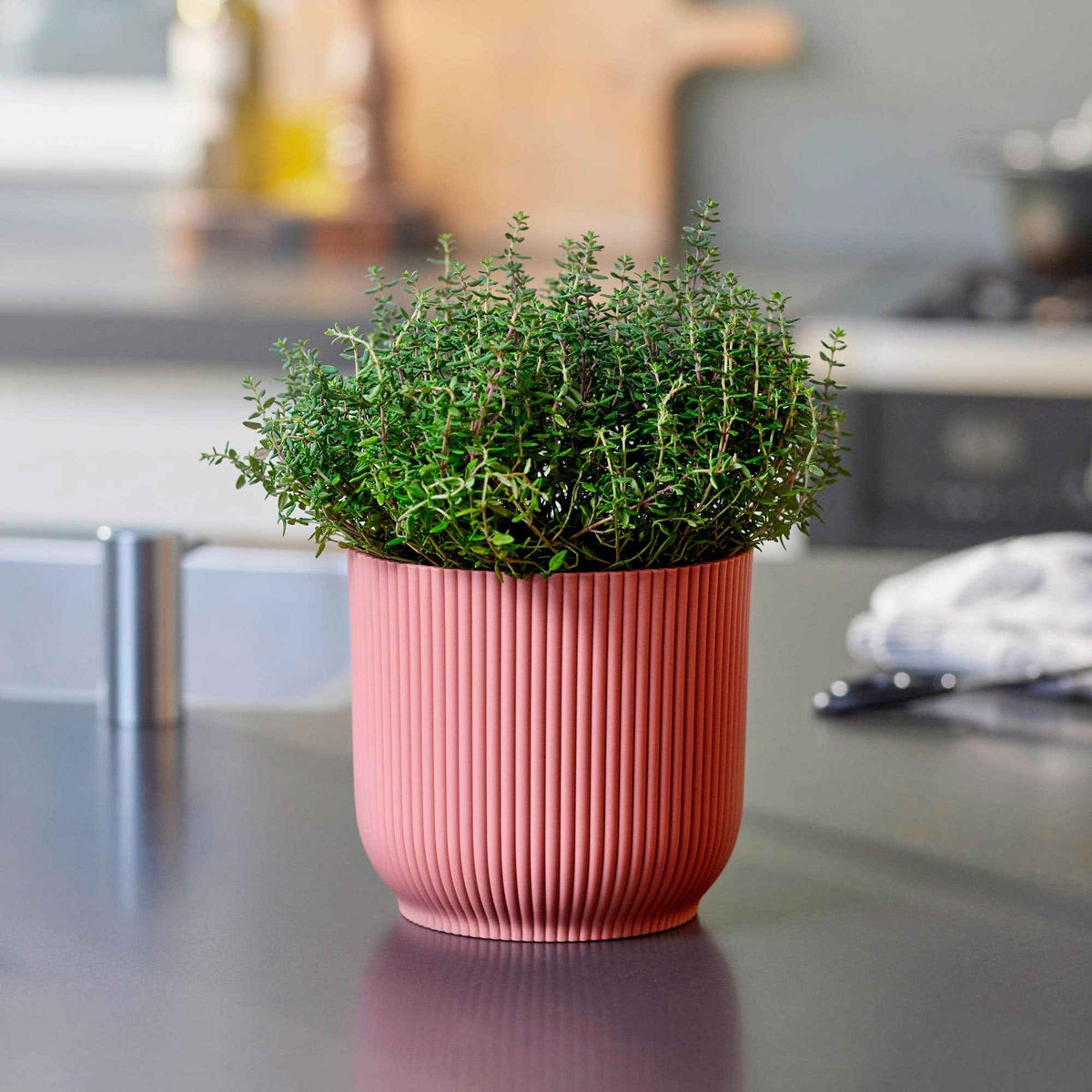 Tijm 'Compactus' - Thymus vulgaris compactus - Bakker