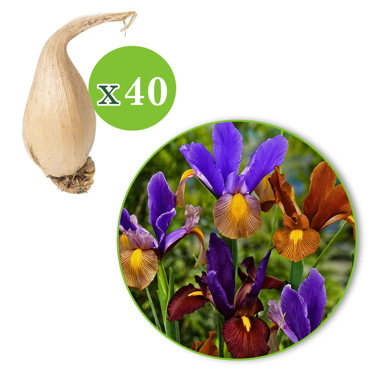 Iris hollandica 'tiger' - Iris 'Tiger' (x40) - Iris