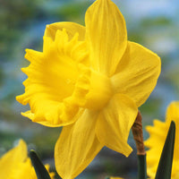 Narcis 'Dutch Master' (x5) - Narcissus 'dutch master'