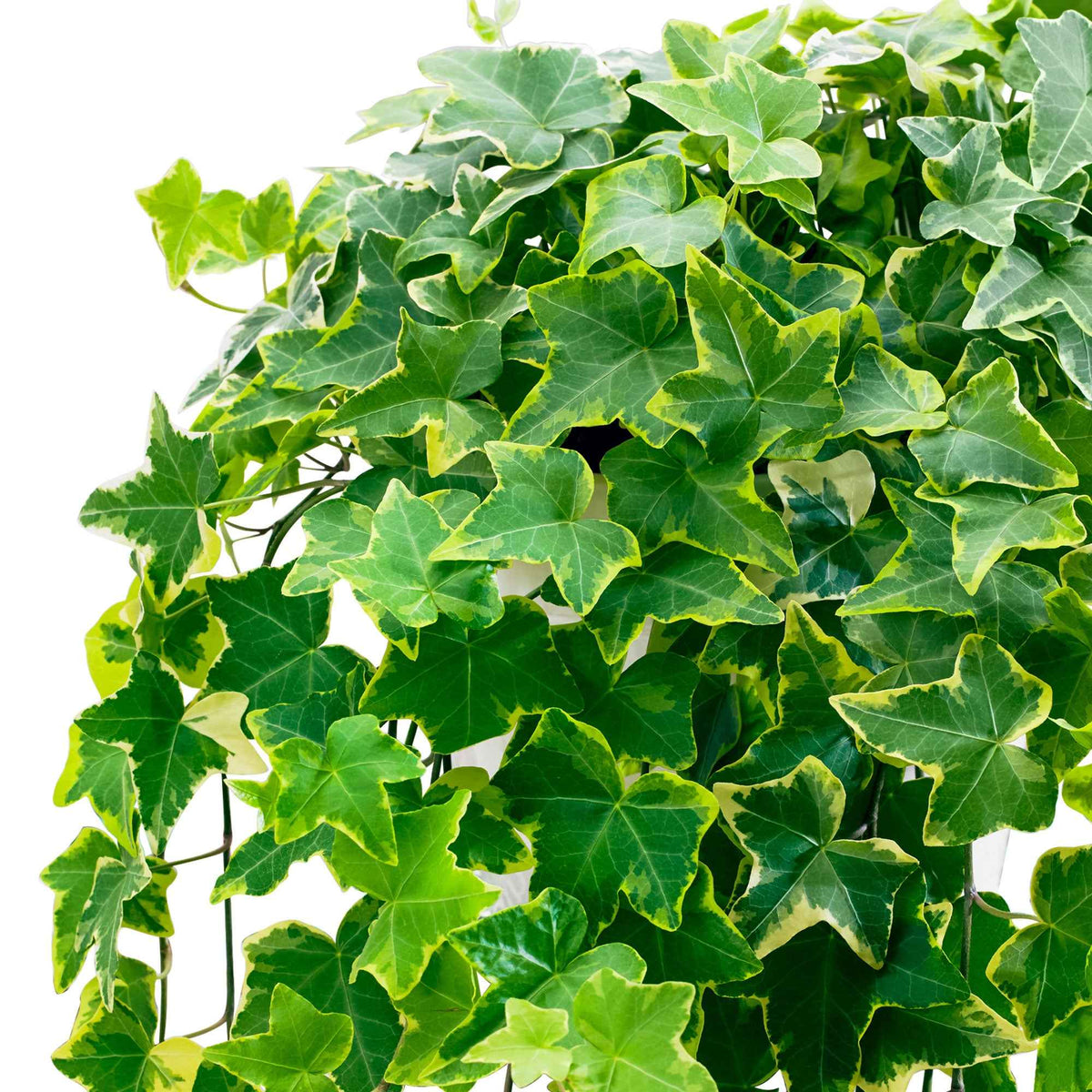 Klimop 'Goldchild' - Hedera helix 'Goldchild' - Bakker