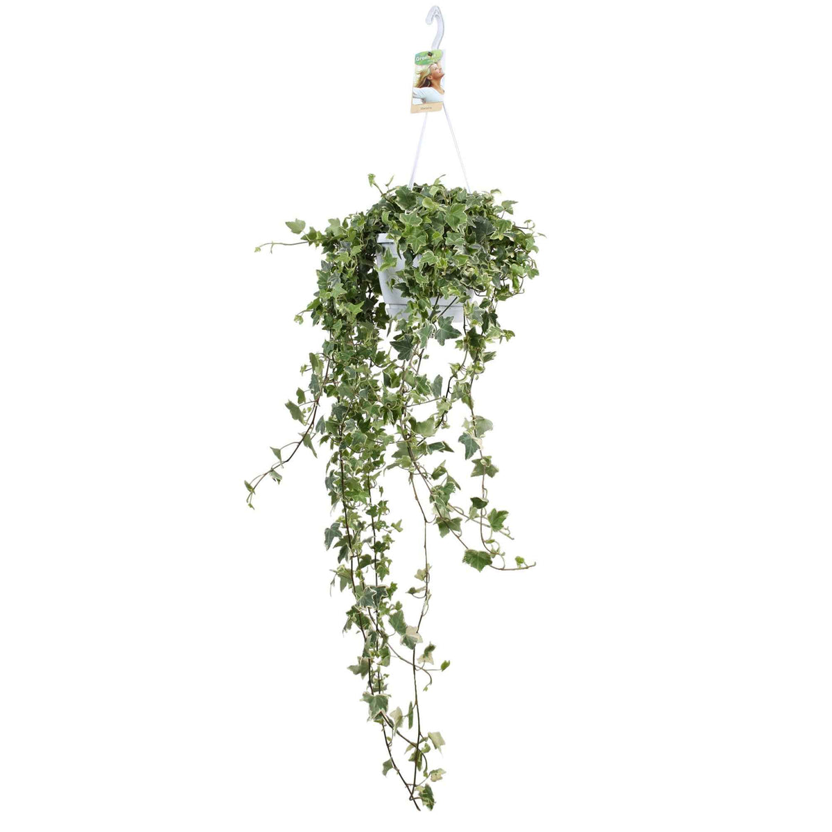 Hedera - Klimop - Klimop 'Eva' - Hedera helix eva