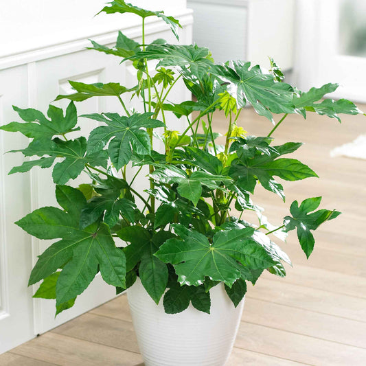 Vingerplant - Fatsia japonica - Kamerplanten