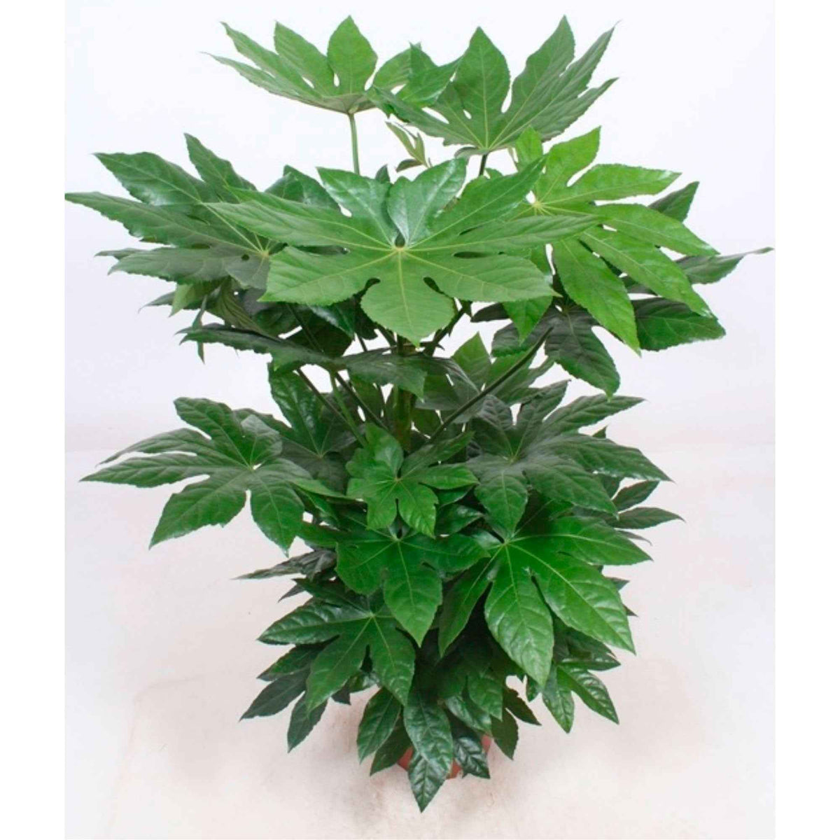 Fatsia japonica - Vingerplant - Groene kamerplanten voor interieur