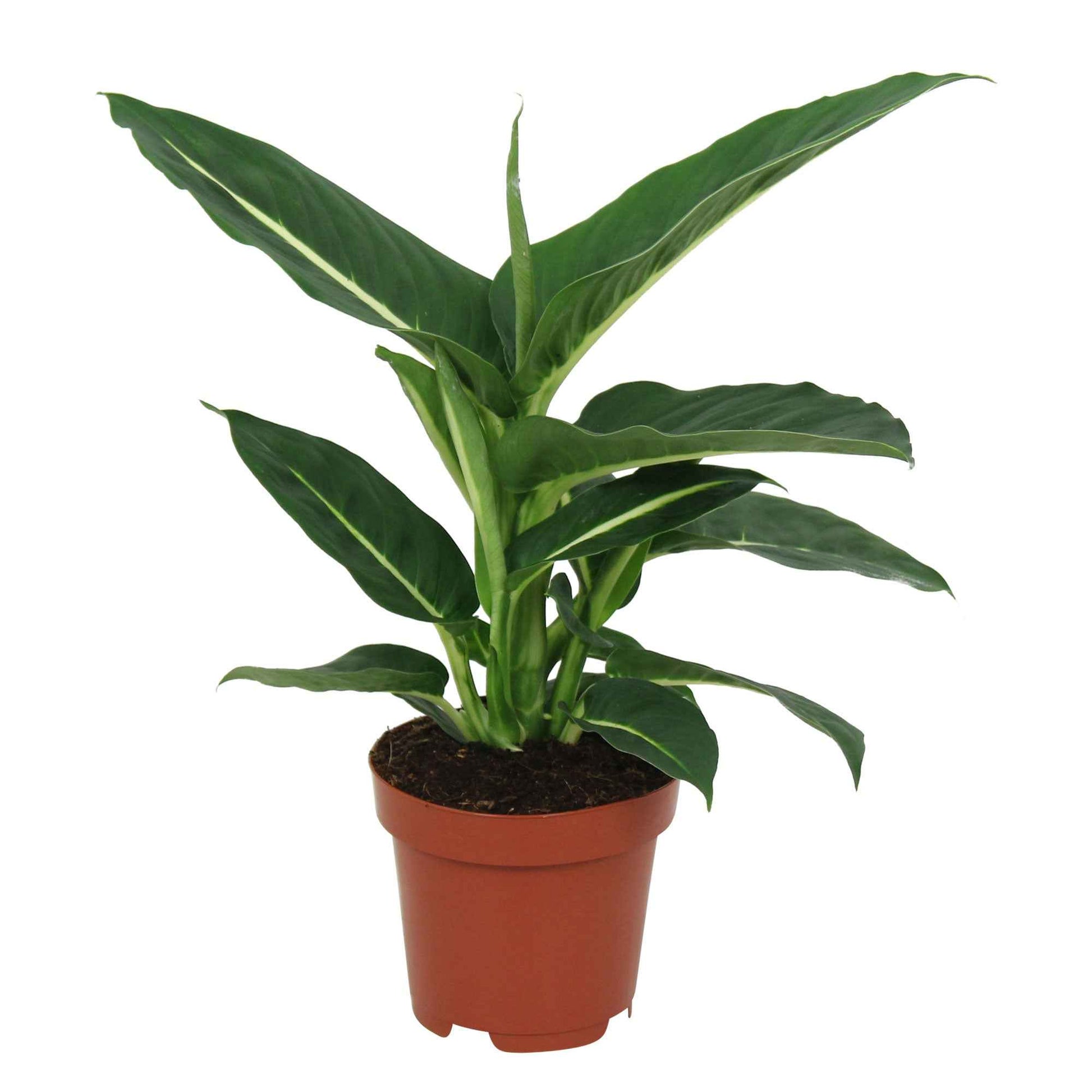 dieffenbachia giftig voor mensen Dief van Bagdad 'Green Magic' - Dieffenbachia green magic