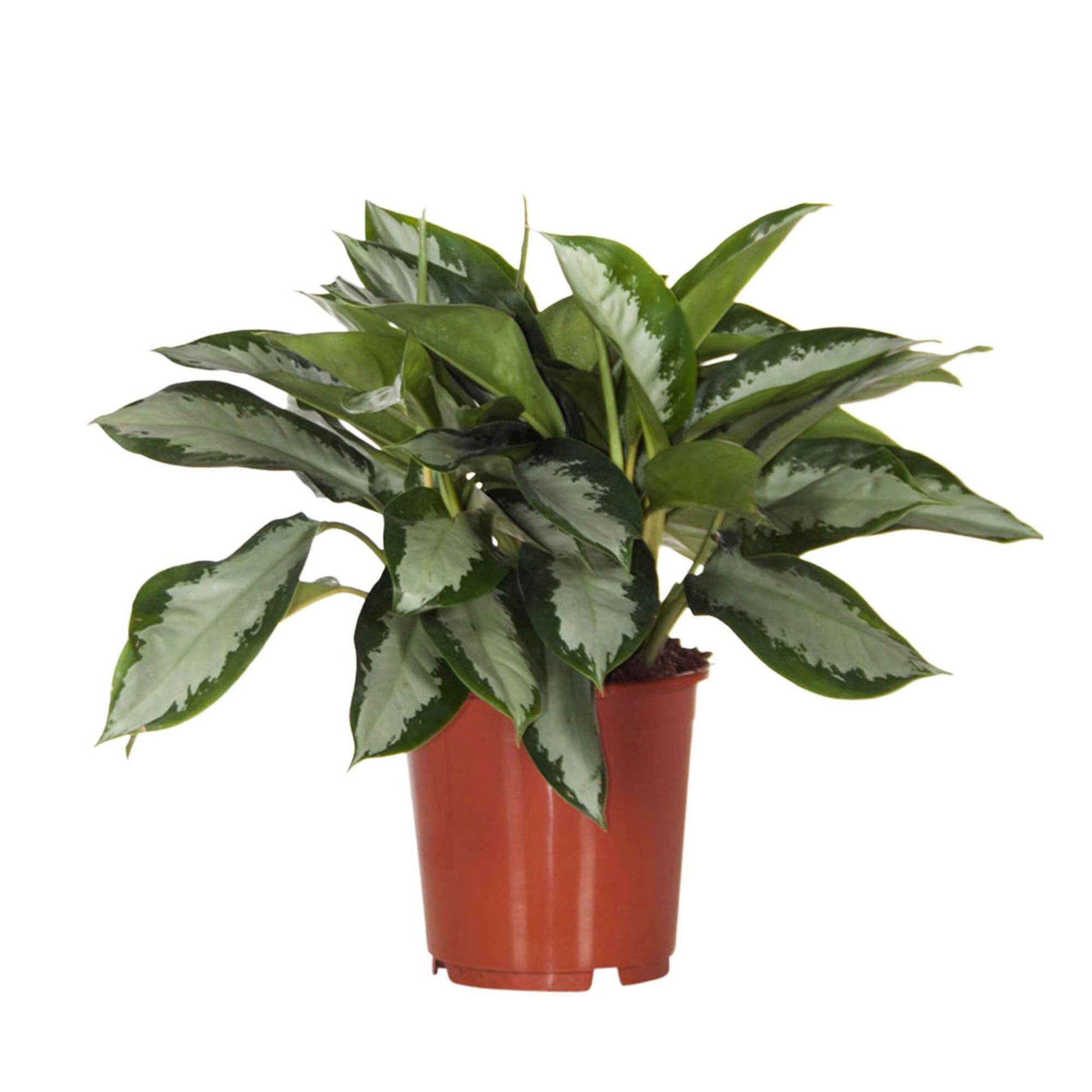 aglaonema standplaats Chinese evergreen 'Silver Bay' - Aglaonema silver bay
