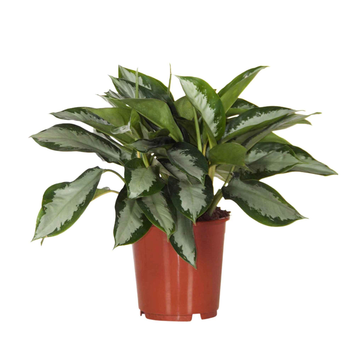 Aglaonema silver bay - Chinese evergreen 'Silver Bay' - Groene kamerplanten voor interieur