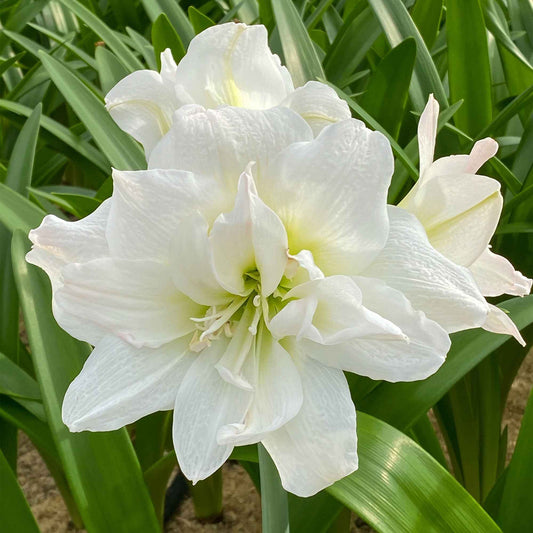 Amaryllis 'White Nymph' - Amaryllis white nymph - Bloembollen