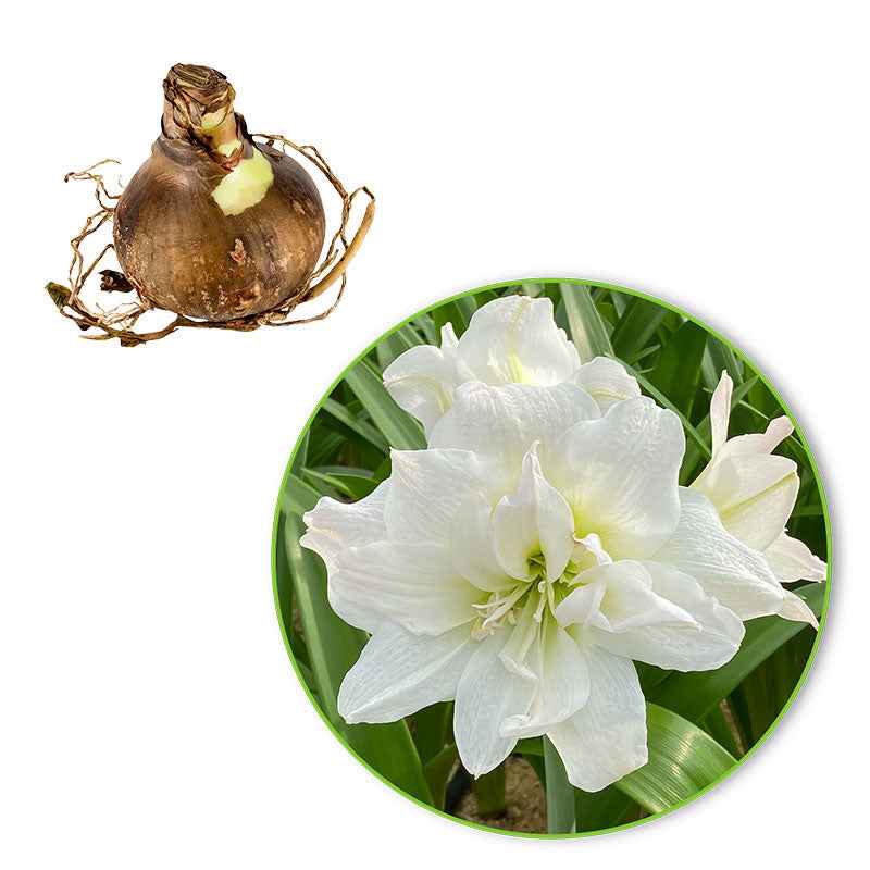 Amaryllis 'White Nymph' - Amaryllis white nymph - Bakker