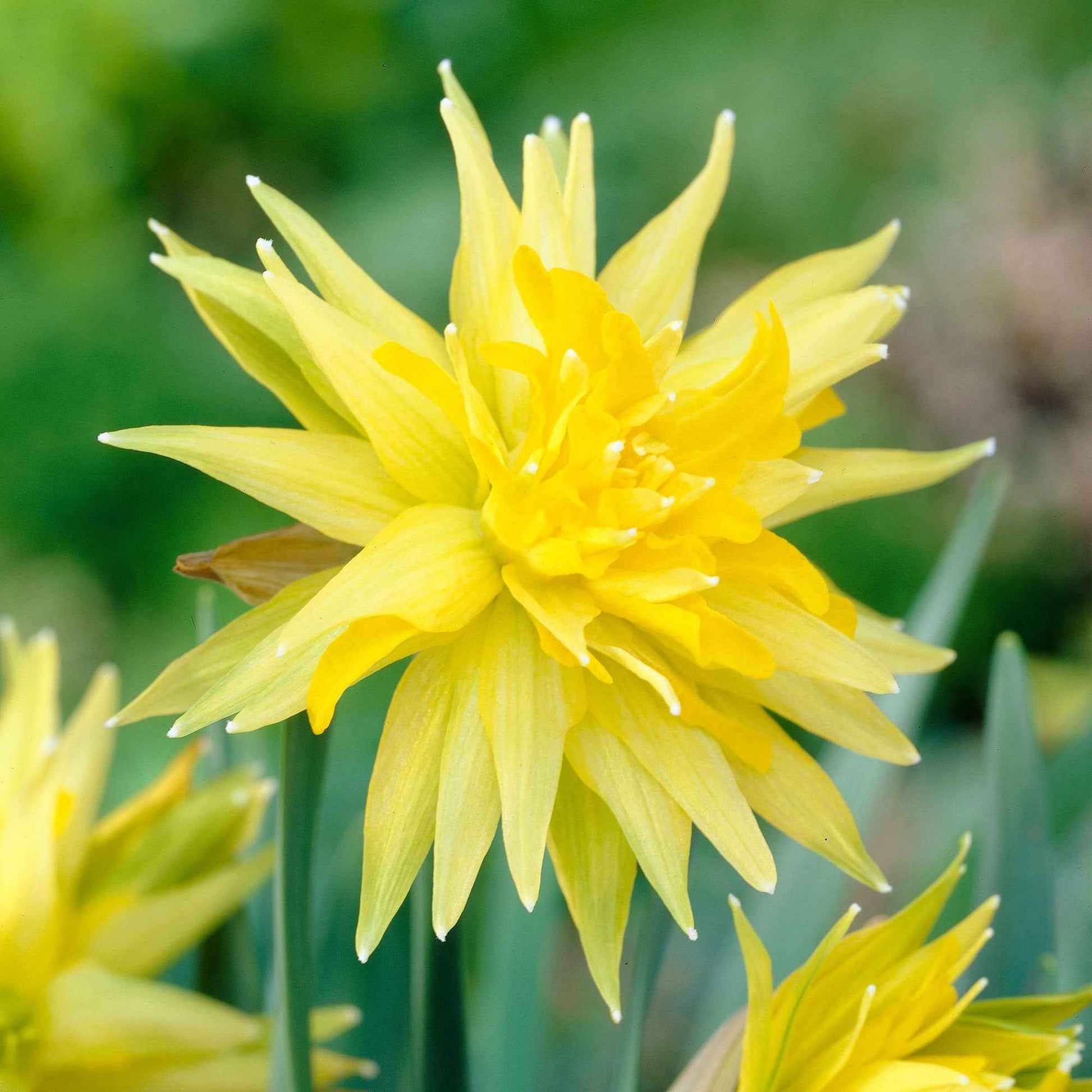Narcis 'Rip van Winkle' (x5) - Narcissus rip van winkle - Bloembollen