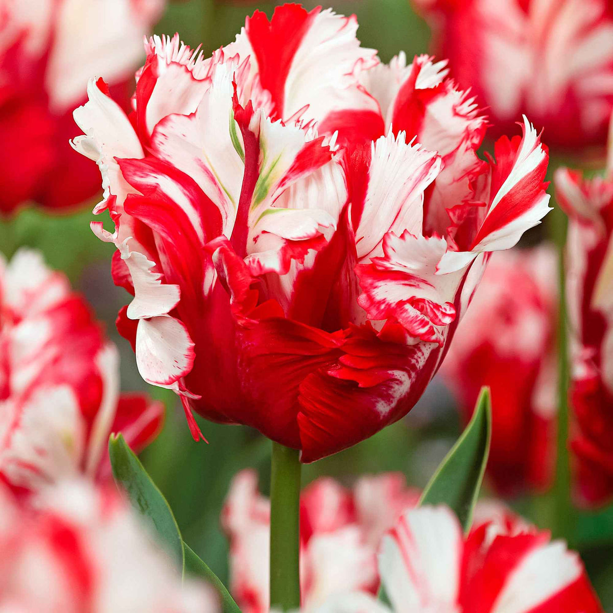 Tulp 'Estella Rijnveld' (x10) - Bakker