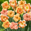 Vlinderbloemige narcis Mix (x10) - Narcissus - Bloembollen