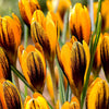 Krokus 'Orange Monarch' (x15) - Crocus chrysanthus orange monarch - Bloembollen