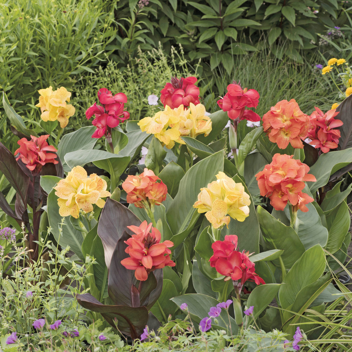 Indisch bloemriet Mix (x4) - Canna happy (emily, carmen, wilma, cleo) - Bakker