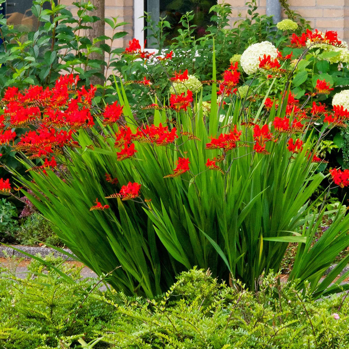 Crocosmia red - Crocosmia 'Lucifer' (x15) - Crocosmia - Montbretia