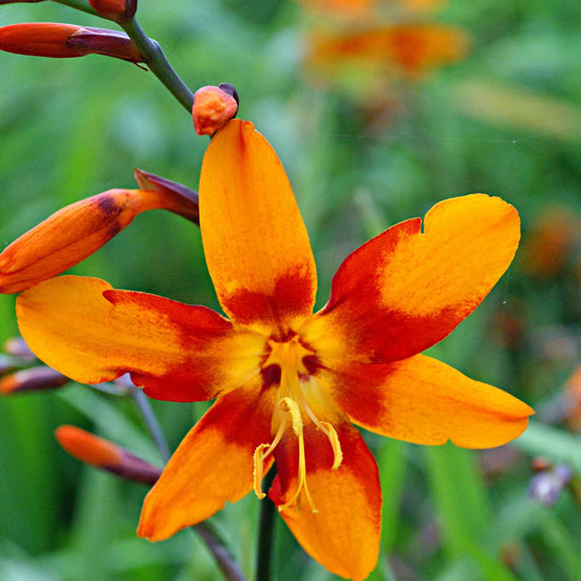 Crocosmia 'Emily McKenzie' (x15) - Bakker