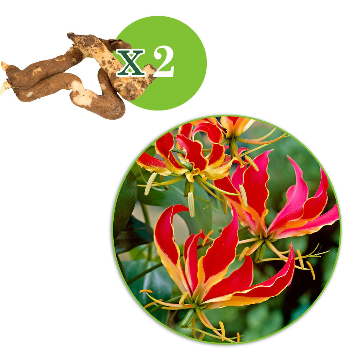 Zomerbloeiers - Klimlelie 'Rothschildiana' (x2) - Gloriosa superba  'rothschildiana'