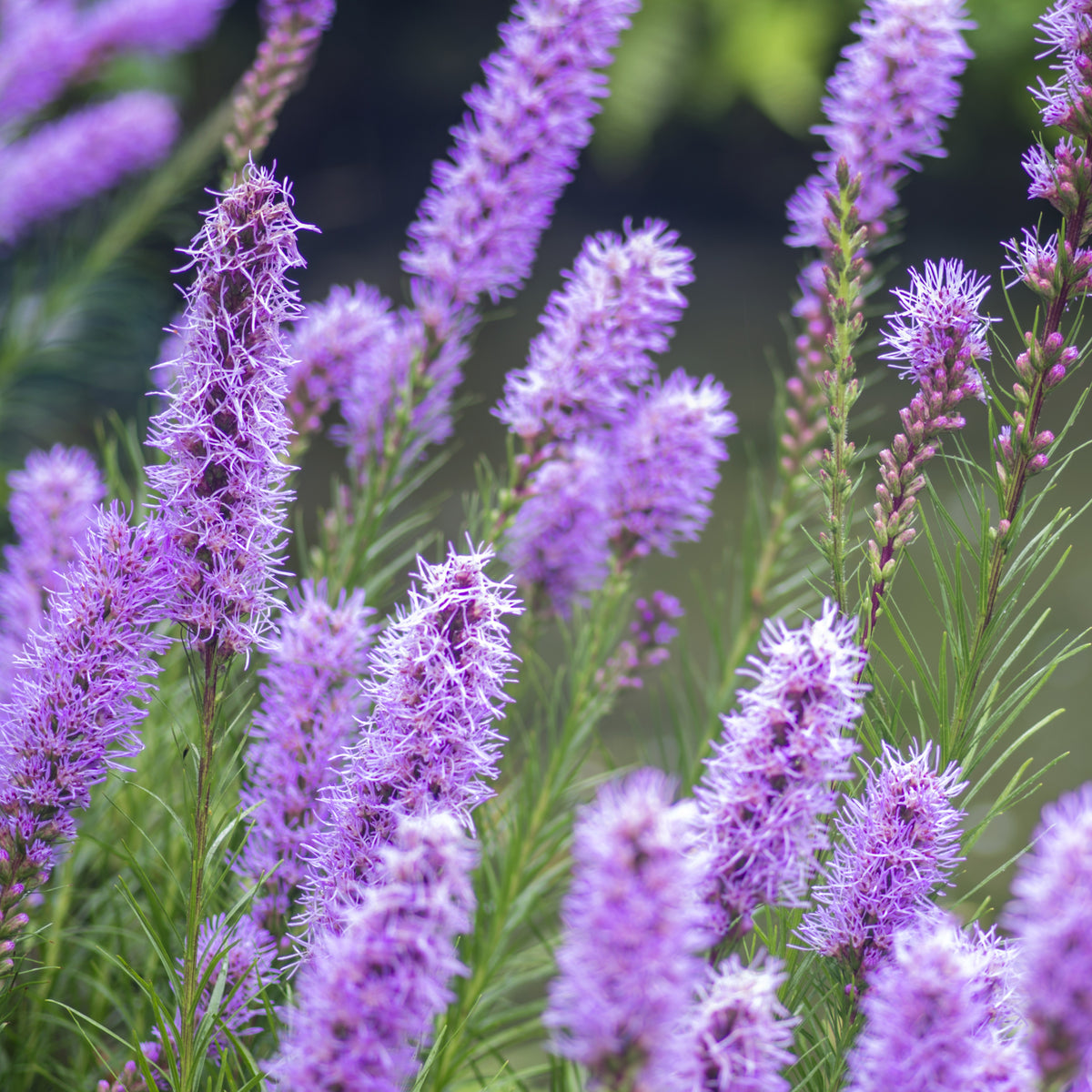 Liatris spicata - Lampenpoetser (x25) - Natuurlijke bloembollenbedden